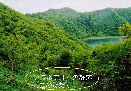 五色山への道から見た五色沼
